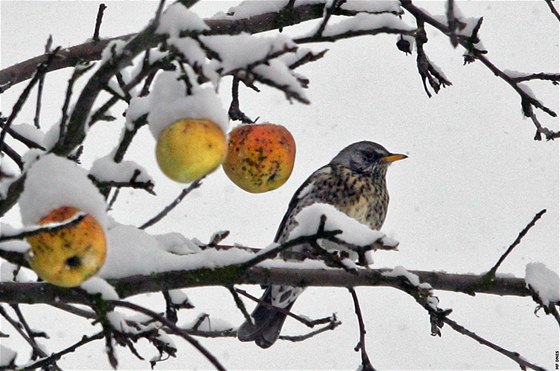 Zima v Okrouhlice na Vysoin. (29. listopadu 2010)