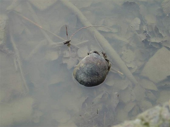 Lebka v rybníku v Třebařově