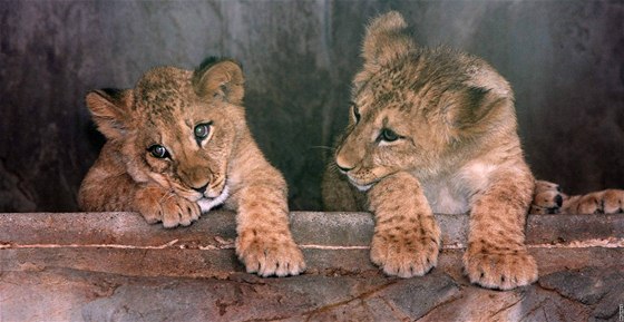 Ptimsíní lvíata berberského lva Mark a Éta v olomoucké zoo.