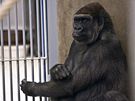 Nová gorila v praské zoo