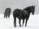 Kon si hledali potravu pod erstv napadaným snhem v ipnov u Plander. (29. listopadu 2010)