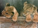 Ptimsíní lvíata berberského lva Mark a Éta v olomoucké zoo.