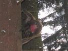 Uprchl makak na strom u silnice mezi Baldou a Staovem.