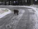 Uprchl makak na silnici mezi Baldou a Staovem.