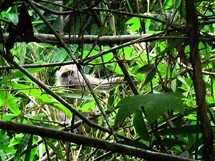 Na Ko Tarutao jste stále pozorování bystrýma očima drzých opic
