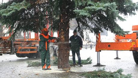 V Jihlav ve stedu ráno káceli vánoní strom