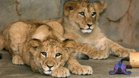 Ptimsíní lvíata berberského lva Mark a Éta v olomoucké zoo.