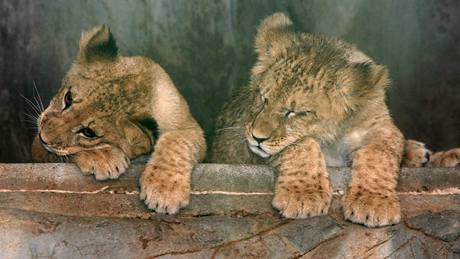 Ptimsíní lvíata berberského lva Mark a Éta v olomoucké zoo.