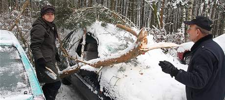 V Tachovsk ulici v Plzni na Lochotn spadl strom na zaparkovan auta