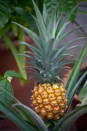 Ananasovník chocholatý