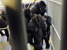 Skupina praských goril si poprvé prohlíí pes míe nový pírstek, samici...