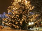 Vánoní strom, Karlovy Vary