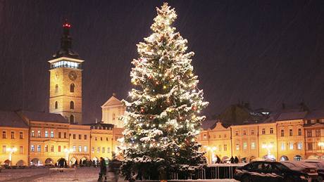 Vánoní strom na námstí Pemysla Otakara II pochází z Borovan. 