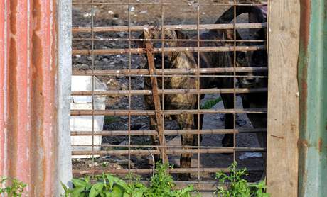 Psi za plotem statku ve Chvojen, kde byly loni nalezeny ostatky zabitch ps