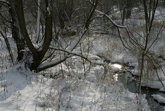 Náhodní kolemjdoucí zpozorovali ve Teském potoce mrtvou enu. Ilustraní foto