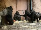 Bikira poprvé s praskými gorilami