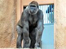 Bikira se rozhlíí po gorilí expozici, kam byla práv poprvé vyputna