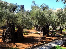 Prastar olivov stromy vGetsemansk zahrad