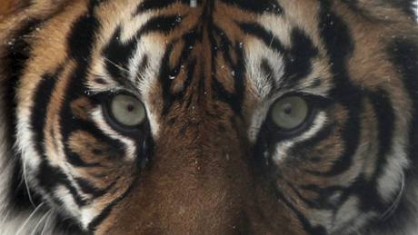 V jihlavské zoo se páí tygi sumatertí, na jae by mohla mít zahrada nový pírstek