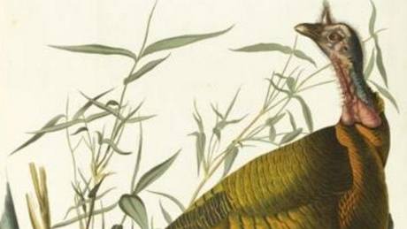 John James Audubon: Amerití ptáci