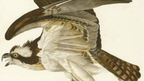 John James Audubon: Amerití ptáci