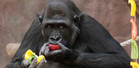 Gorila Moja oslavila v praské zoo esté narozeniny