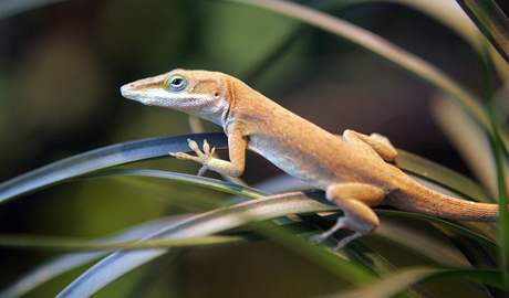 Anolis rudokrk