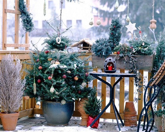 Aby vánoční stromek v květináči přežil, musíte si na Vánoce stáhnout topení  - iDNES.cz