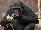 Gorila Moja oslavila v praské zoo esté narozeniny