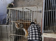 Přijezd nového tygra Bajkala do plzeňské zoo
