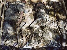 Devn bedny pln mrtvch tl z masovho hrobu v Ruhashji. (listopad 1995) 