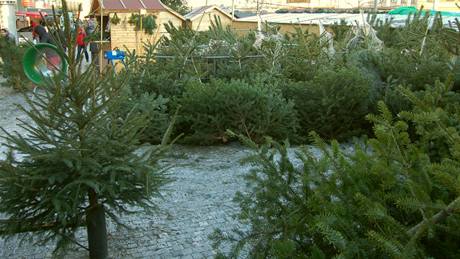 Prodejci stromk� na pra�ském And�lu