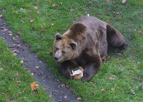 Medvědy na české straně v posledních letech mohli vidět lidé jen v zajetí. Na archivním snímku je Ludvík ze zámku v Náchodě v roce 2010.
