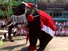 sloni v Thajsku nadlují 
