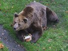 Medv�d Ludv�k ve v�b�hu n�chodsk�ho z�mku