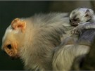 Zoo na Svatém Kopeku u Olomouce slaví nové pírstky - malé Kosmany stíbité. Vzácné a ohroené opice patí k nejmením na svt.