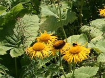 Koloto�ník zdobný (Telekia speciosa), p�vodem z Karpat a Balkánu, proniká do...