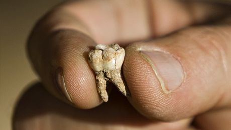 Izraeltí archeologové tvrdí, e 400 tisíc let staré zuby patí pedstaviteli moderního lovka. To by pepsalo nae chápání lidské evoluce.