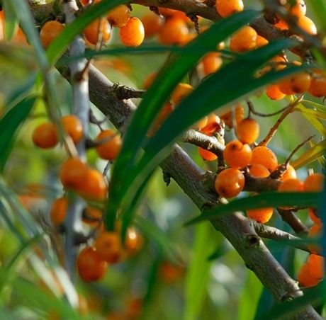 Rakytník eetlákový (Hippophae rhamnoides)