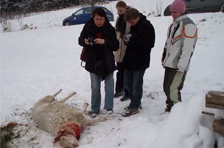 V Novém Hrozenkov napadla smeka vlk malé stádo ovcí.