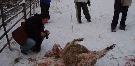V Novém Hrozenkově napadla smečka vlků malé stádo ovcí.