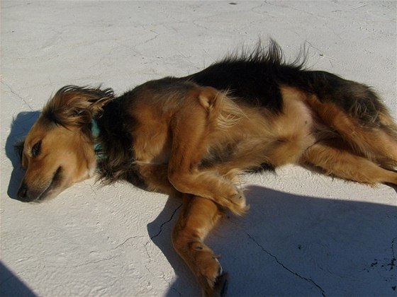 Ztracené fence bretoského ohae jsou ti roky. Slyí na jméno Jlinka.