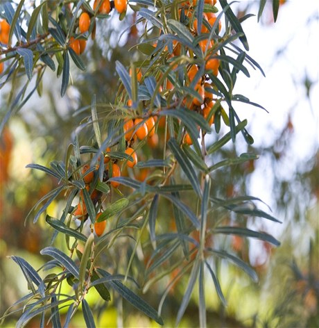 Rakytník �e�etlákový (Hippophae rhamnoides)