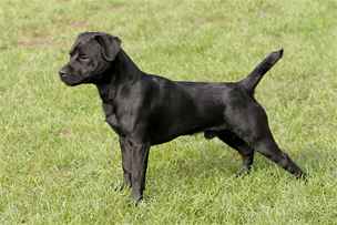 Patterdale teriér