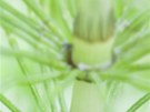 Peslika rolní (Equisetum arvense)