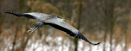 Volavka popelav (Ardea cinerea) u Tisov na Karlovarsku. (6. ledna 2011)