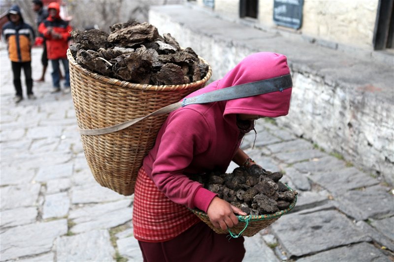 Nepál. Horalé netopí devem ani uhlím, ale kravinci