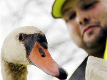 Navrácení zachráněných labutí na Labe do Pardubic