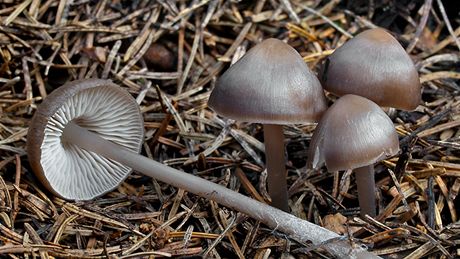 Helmovka �i�komilná