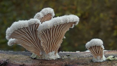 Klanolístka obecná